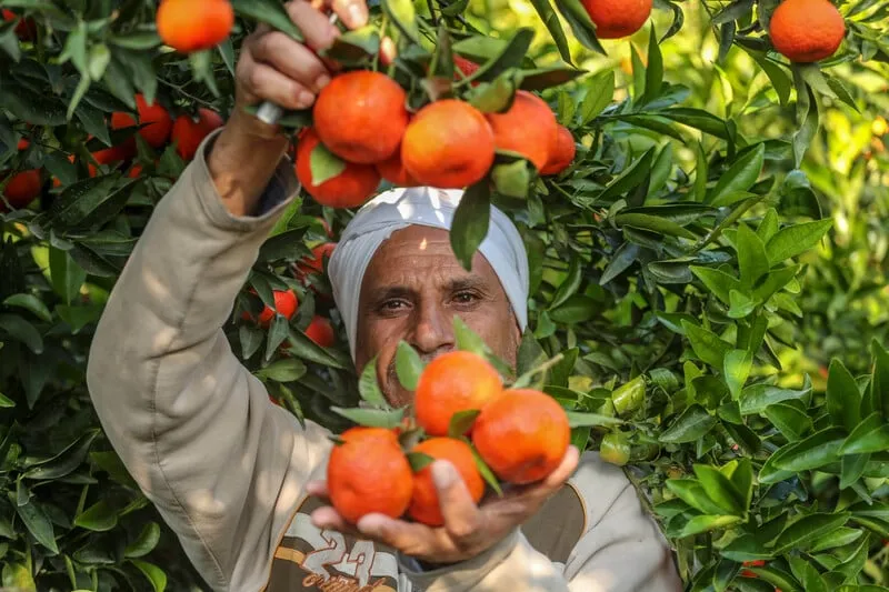 Oranges of Palestine : Jaffa Oranges